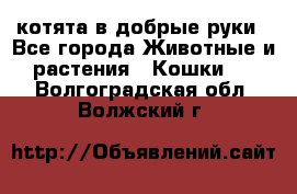 котята в добрые руки - Все города Животные и растения » Кошки   . Волгоградская обл.,Волжский г.